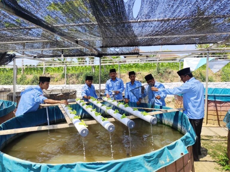 Limbah Air Kolam Lele Dimanfaatkan Untuk Budidaya Selada
