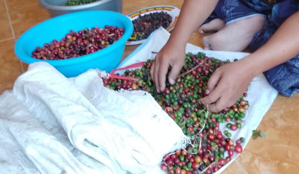 Kopi Whine Fermentasi di Banyuwangi Tembus Rp300 Ribu per Kilogram