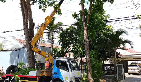 Pohon Besar Berpotensi Ganggu Jaringan, PLN Turunkan Skylift di Banyuwangi